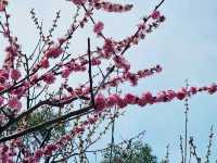 Nara Park, Japan - a Haven for Cherry Blossoms