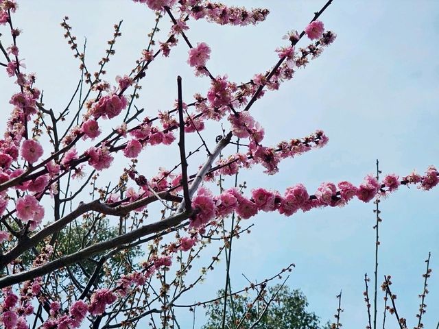 Nara Park, Japan - a Haven for Cherry Blossoms