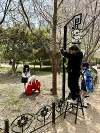 The Art of Hanfu and Cherry Blossoms: A Photographer’s Dream in Zhengzhou People’s Park