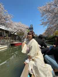 柳川🇯🇵北九州河川櫻花小鎮🌸