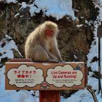 ❄️🐒 **Jigokudani Snow Monkey Park: A Winter Wonderland in Japan** 🐒❄️