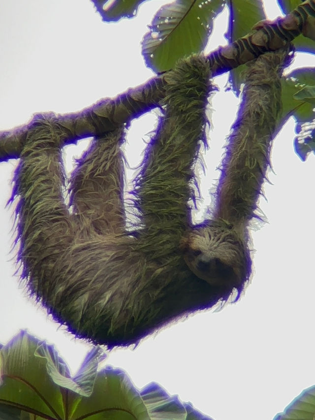 コスタリカ🇨🇷🦥