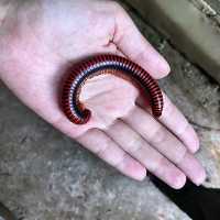 Réserve Peyrieras Madagascar Exotic｜近距離認識馬達加斯加生物