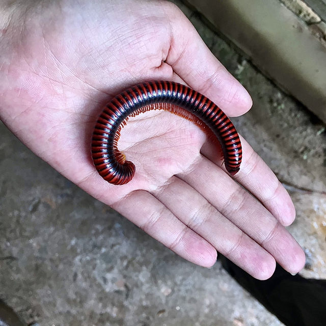 Réserve Peyrieras Madagascar Exotic｜近距離認識馬達加斯加生物