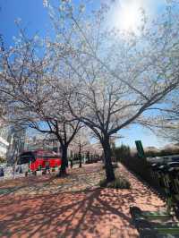 Chasing Cherry Blossoms Through Busan Streets