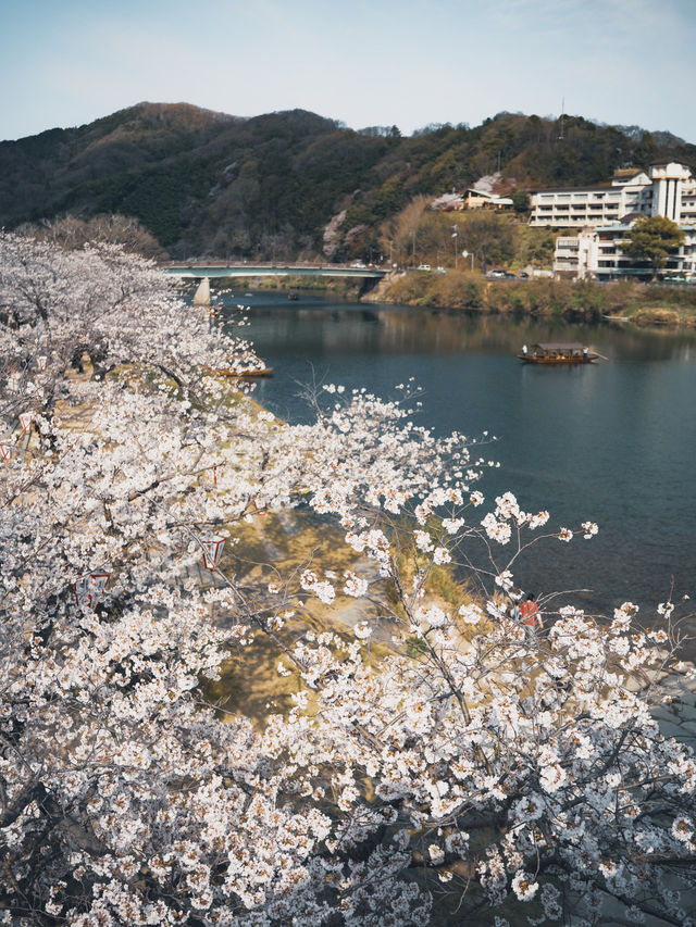 【おすすめ花見スポット】山口県の岩国錦帯橋