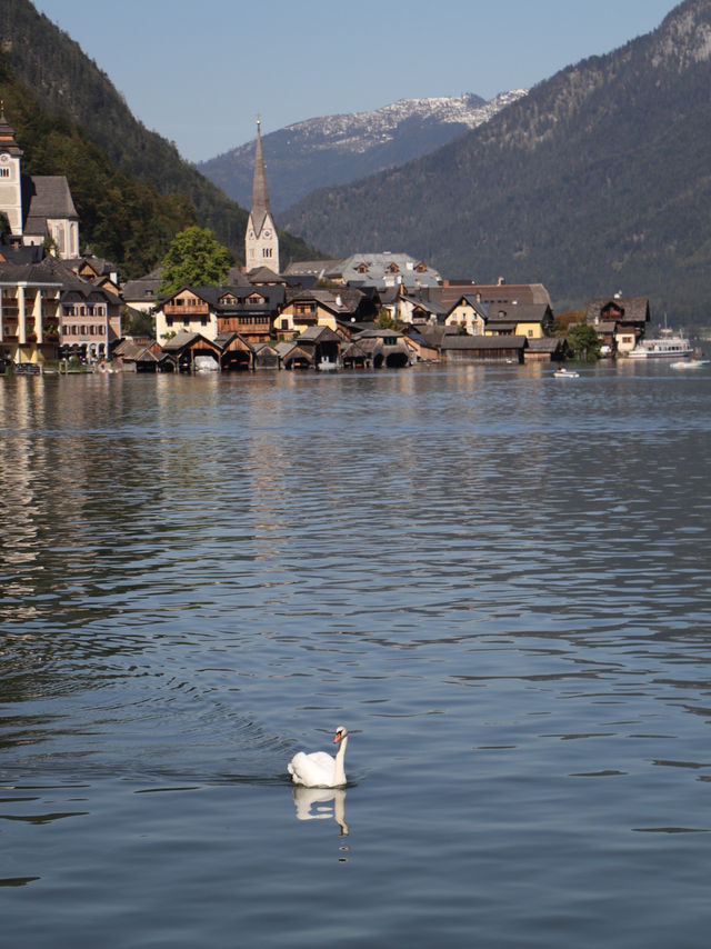【オーストリア】世界一美しい湖畔の街🦢✨🌿して良かったこと