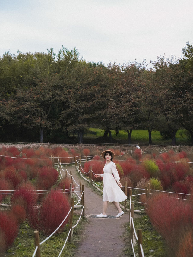 🇰🇷首爾奧林匹克公園 掃帚波波草🌿 初秋必看美景🌸