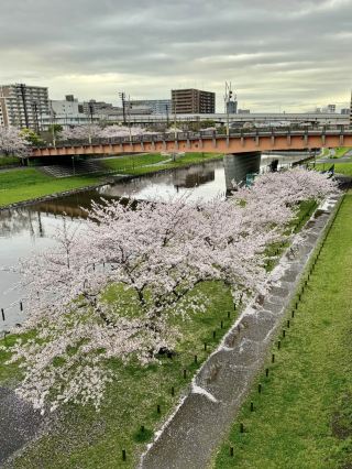 🌸 Komatsugawa Senbonzakura (小松川千本桜)