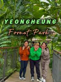 A Scenic Forest Urban Park in South Korea
