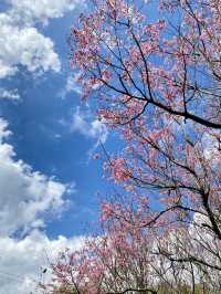 櫻花季來啦～這次前往台北陽明山賞櫻