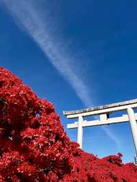 Brilliant Red Blossoms at Nagaoka Tenmangu!