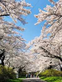 Kitakami City Park Tenshochi | Iwate's 2km Sakura Wonderland