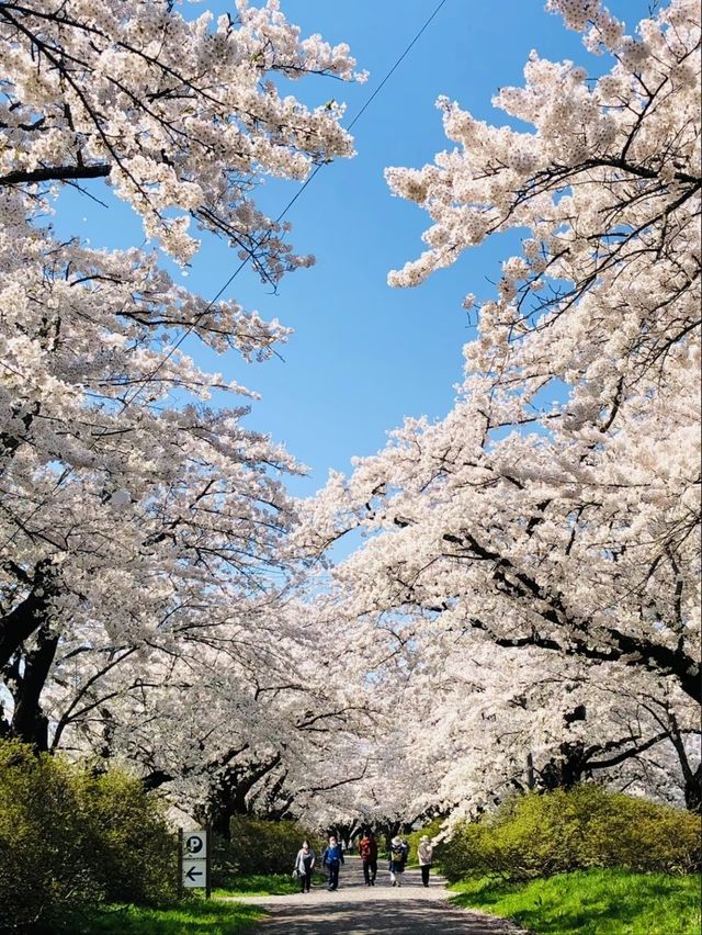 Kitakami City Park Tenshochi | Iwate's 2km Sakura Wonderland