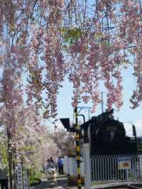 Kitakata Sakura | Fukushima's Hidden Sakura Gems