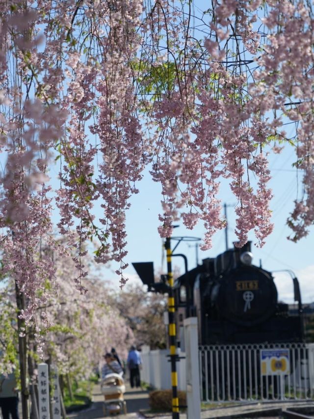 Kitakata Sakura | Fukushima's Hidden Sakura Gems
