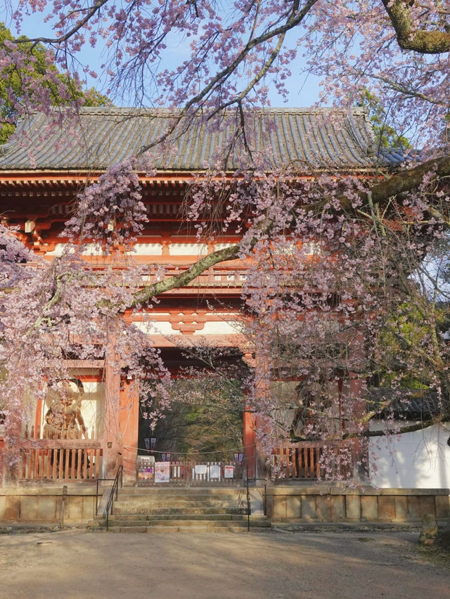 Kyoto | Daigo-ji's Weeping Cherry Blossoms in Full Bloom 🌸