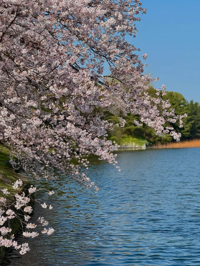 🌸 福岡賞櫻之旅：遇見春天最溫柔的微笑