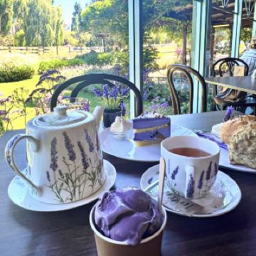 🇦🇺在薰衣草田的包圍下享受下午茶時光🫖