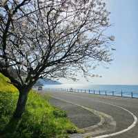 菜の花のじゅうたんと青い海
