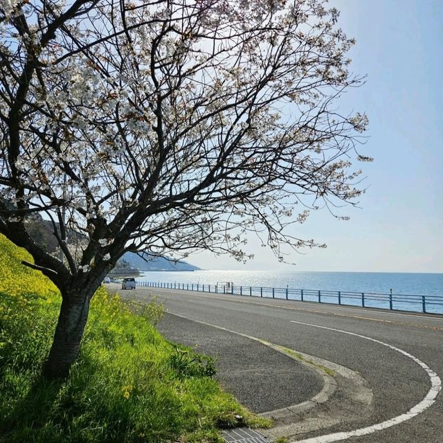菜の花のじゅうたんと青い海