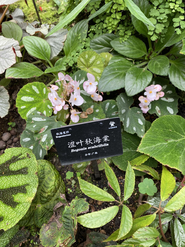 深圳仙湖植物園陰生園有藝術品？！但陰生園在那兒？