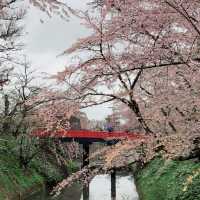 Sakura Dreams at Hirosaki Castle🌸 