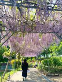 茨城でも綺麗な藤の花、つつじが見れる💐いばらきフラワーパーク