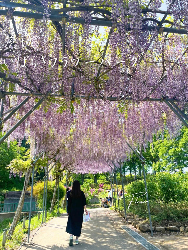 茨城でも綺麗な藤の花、つつじが見れる💐いばらきフラワーパーク
