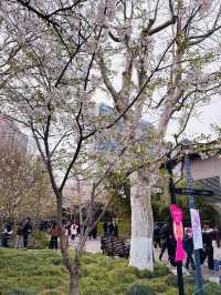Petals and Platforms: When Shanghai’s Metro Becomes a Sakura Sanctuary