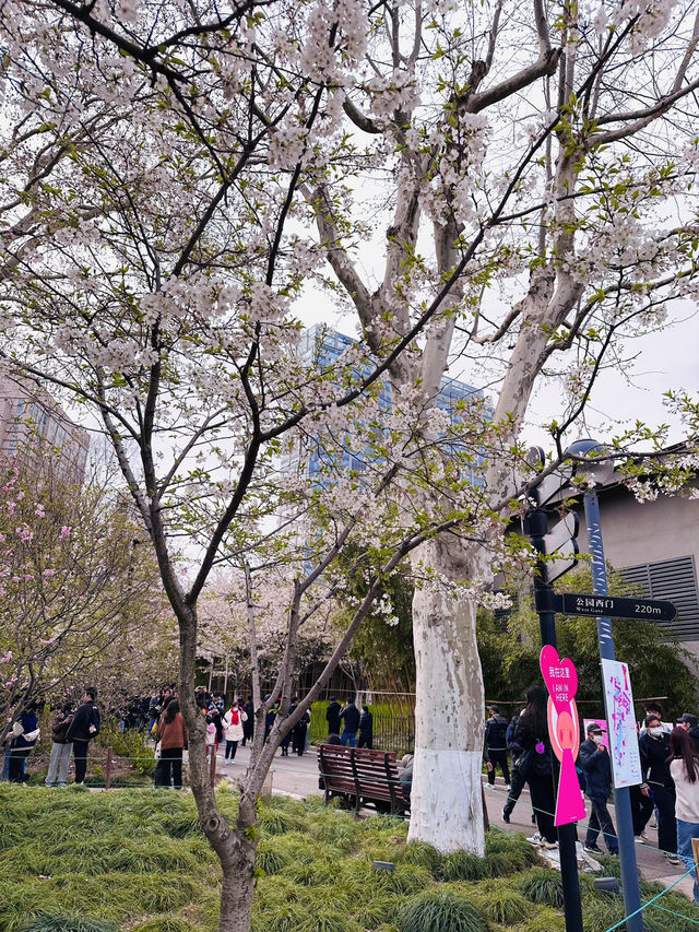 Petals and Platforms: When Shanghai’s Metro Becomes a Sakura Sanctuary