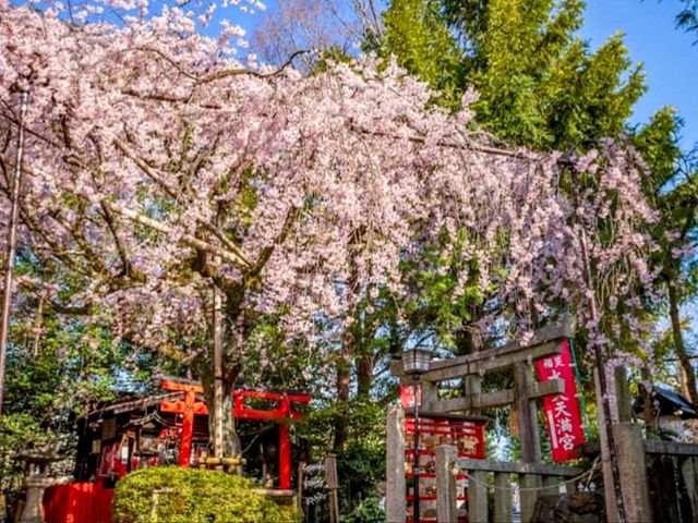 水火天滿宮，人少景美的京都櫻百景穴場