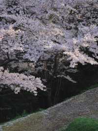 Cherry Blossom Dreams in Otaru, Hokkaido