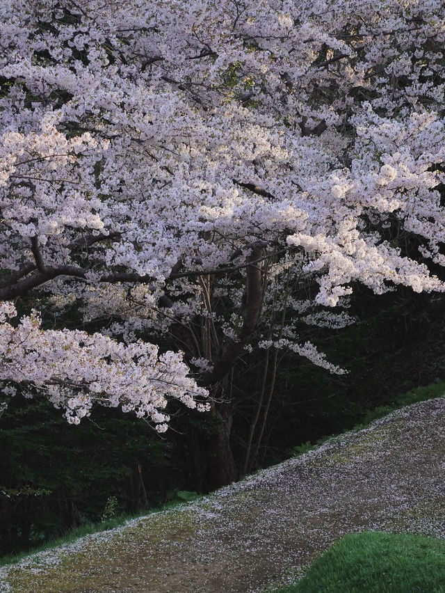 Cherry Blossom Dreams in Otaru, Hokkaido
