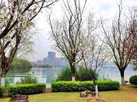 Flower Bloom in Changsha 🌼