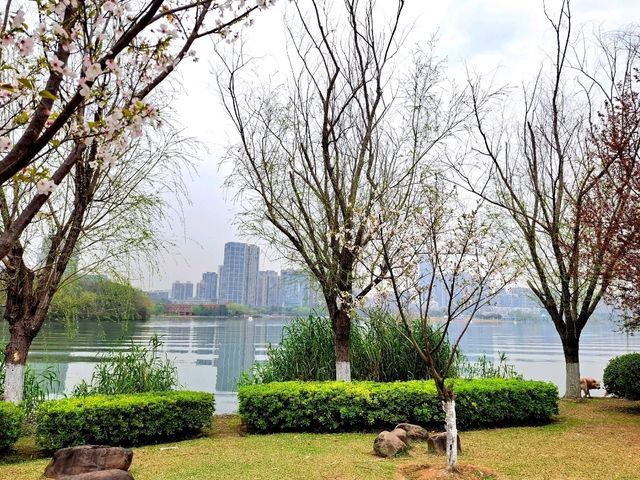 Flower Bloom in Changsha 🌼