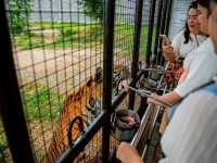 🐯 ให้อาหารเสือ ตื่นเต้นสุดๆ แค่ศรีราชา 