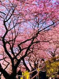 Matsuda Sakura