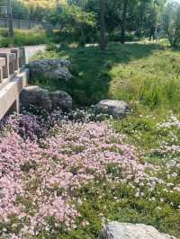 🌿 Hidden Gem in Beijing | Jiu Jing Zhuang Evening Primrose Paints Early Summer’s Soft Dream 🌸