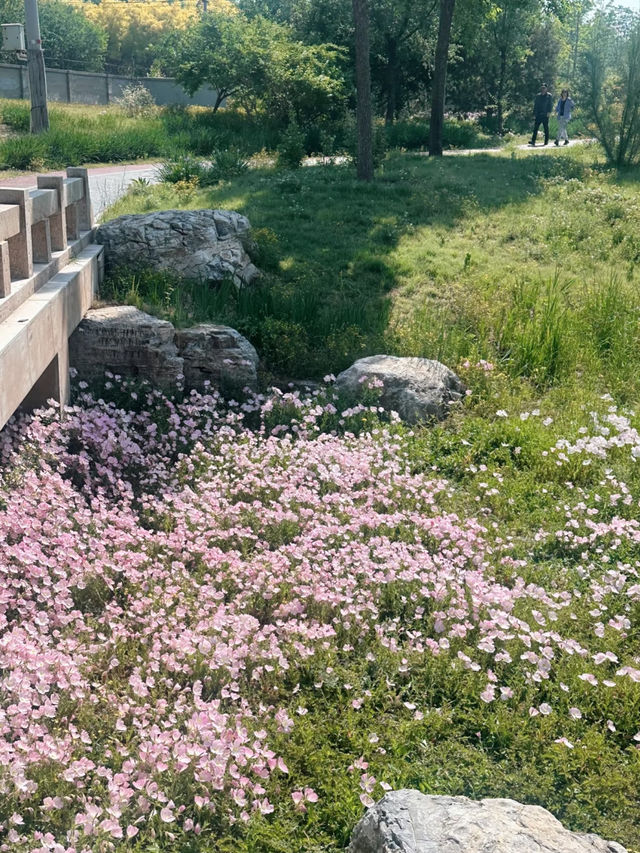 🌿 Hidden Gem in Beijing | Jiu Jing Zhuang Evening Primrose Paints Early Summer’s Soft Dream 🌸