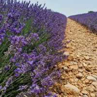 Provence Lavender Fields – Provence, France