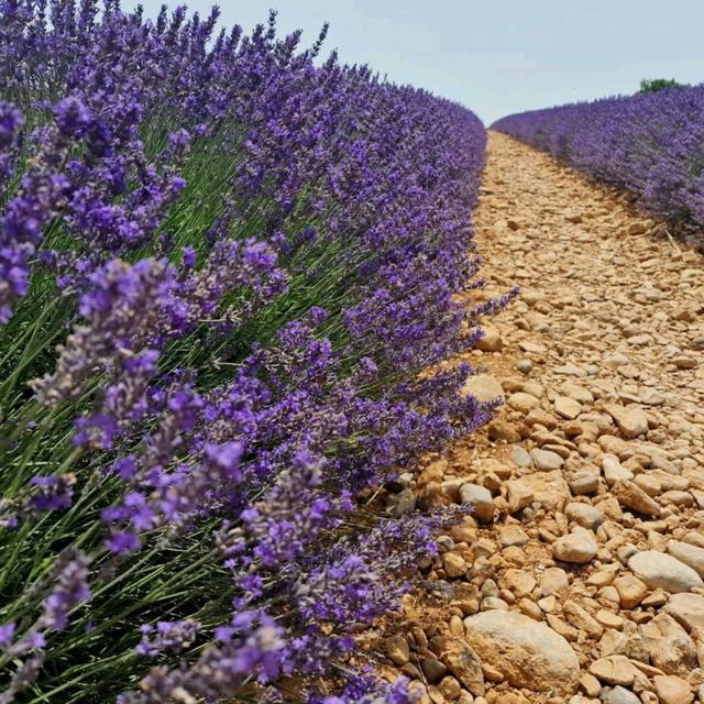 Provence Lavender Fields – Provence, France
