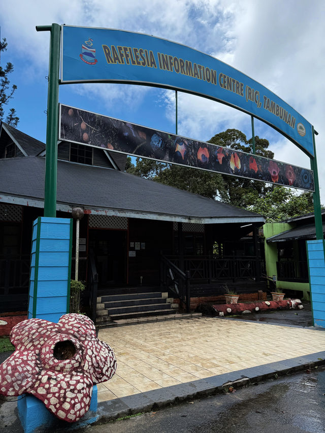 Does the rafflesia flower really smell bad💐?