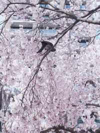 東京高速巴士直達仙台賞櫻