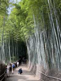 【京都】朝から観光満喫！🌟 京の竹林と鴨川で癒されよう🍃