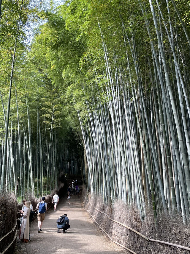 【京都】朝から観光満喫！🌟 京の竹林と鴨川で癒されよう🍃