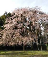 醍醐の花見　枝垂桜が美しすぎる