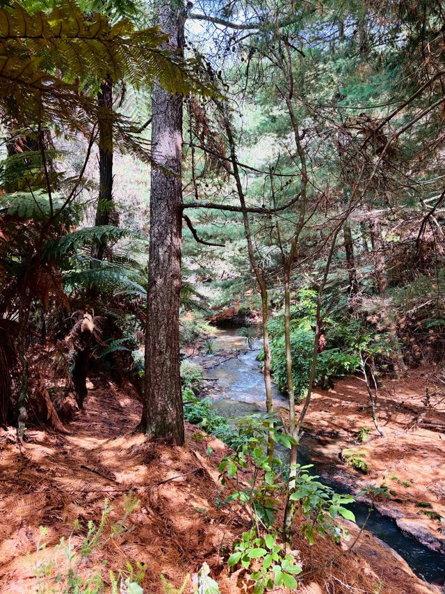 紐西蘭 Rotorua｜藏在原始森林裡的免費野溪溫泉體驗