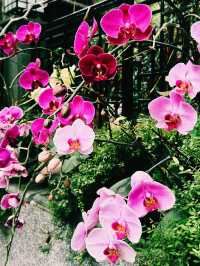 石水渠街花園｜灣仔隱秘打卡綠洲
