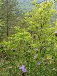 Waterfalls & Woods: Hiking the Walls of Jericho Trail, Alabama